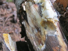 Trichoderma americanum