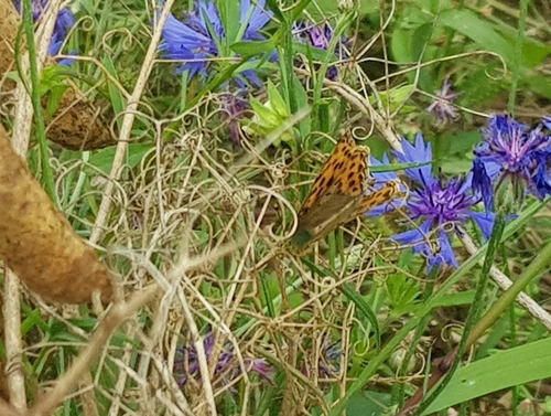 Queen of Spain Fritillary