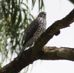 Accipiter virgatus