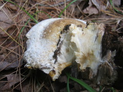 Trichoderma americanum