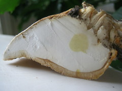 Trichoderma americanum