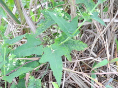 Actinostemma tenerum