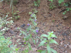 Hydrolea spinosa