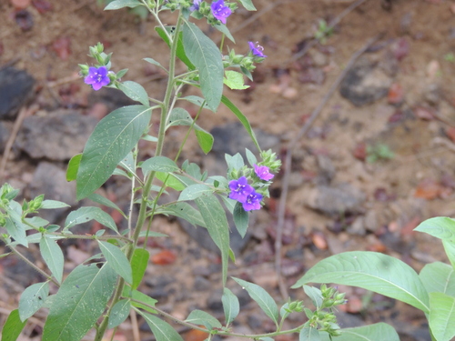 Hydrolea spinosa, photograph 1