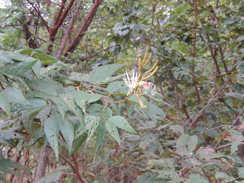 Bauhinia ungulata observed 2026-07-29