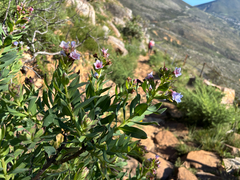 Lobostemon glaucophyllus, photograph (c) Caroline Voget, some rights reserved (CC BY)