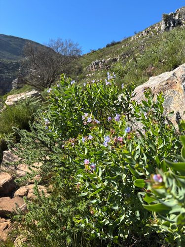 Lobostemon glaucophyllus, photograph 4