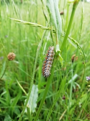 Melitaea didyma