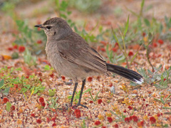 Cercotrichas coryphoeus cinerea