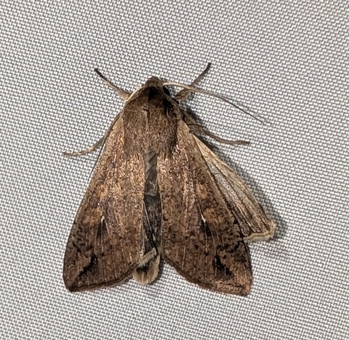 Armyworm Moth (Pseudaletia unipuncta)