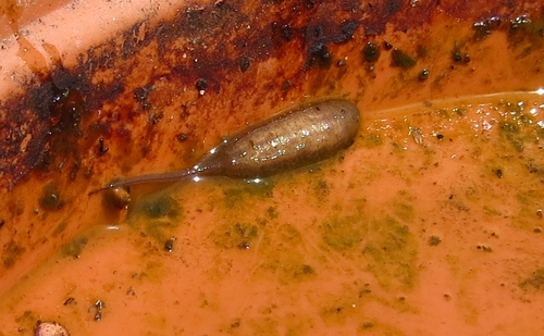 Stripe-eyed Lagoon Fly