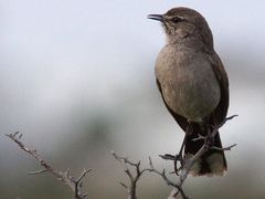 Cercotrichas coryphoeus cinerea