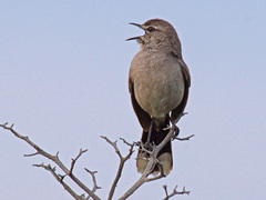 Cercotrichas coryphoeus cinerea