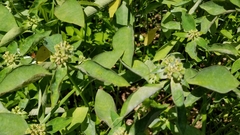 Euphorbia heterophylla