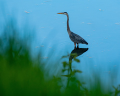 Ardea herodias