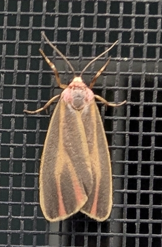Painted Lichen Moth (Hypoprepia fucosa)