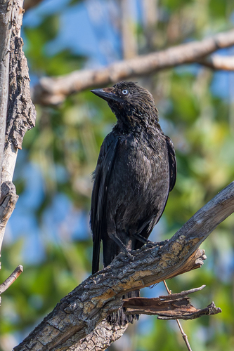 Eurasian Jackdaw
