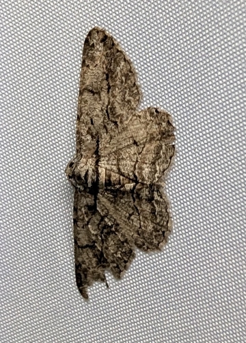 North American Common Gray (Anavitrinella pampinaria)