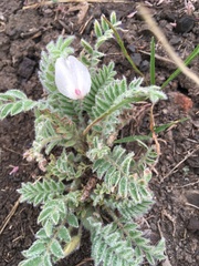 Astragalus parryi