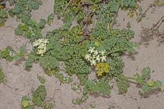 Dasispermum suffruticosum