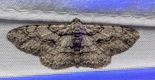 Small Purplish Gray (Iridopsis humaria)
