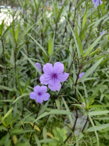 Mexican Ruellia