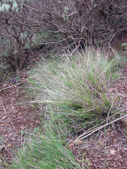 Piptochaetium fuscum