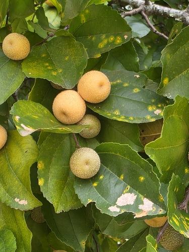 Sarcomphalus joazeiro