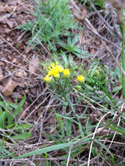 Gutierrezia californica