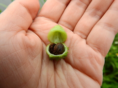 Actinostemma tenerum