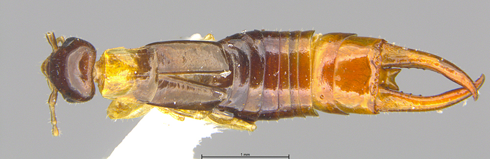 Marava pyxis