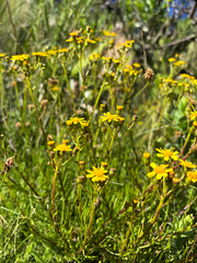 Senecio burchellii