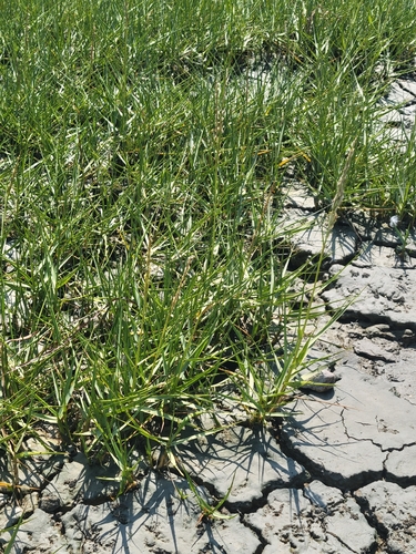 common cordgrass