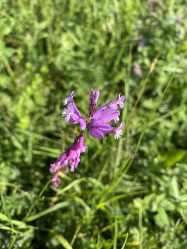 Polygala major, photograph 2