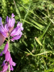 Polygala major, photograph (c) Илья Руденко, some rights reserved (CC BY)