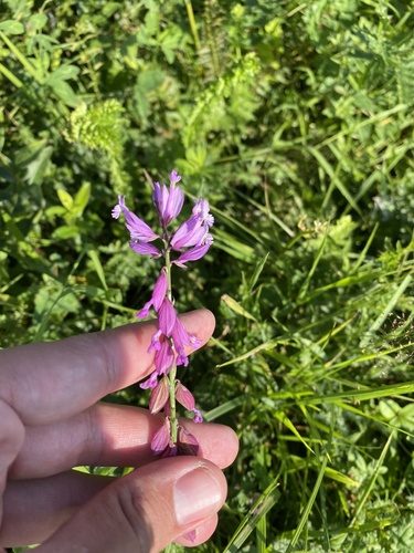 Polygala major, photograph 4