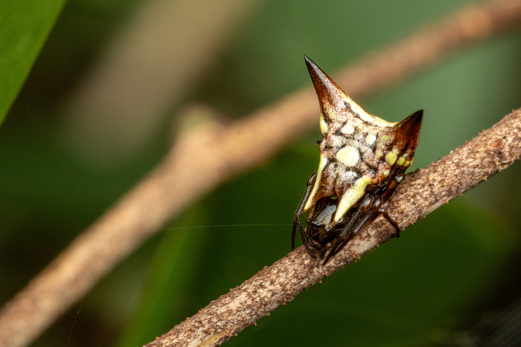 Micrathena evansi