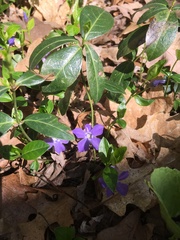 Vinca minor