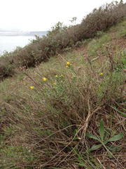 Gutierrezia californica