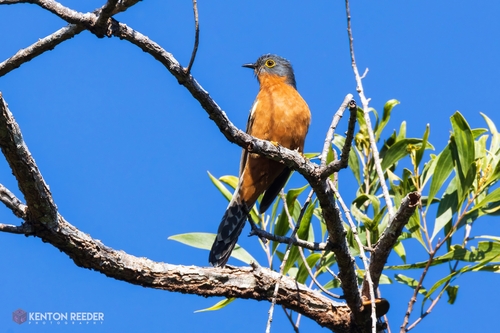 Cacomantis castaneiventris, 2026-07-24