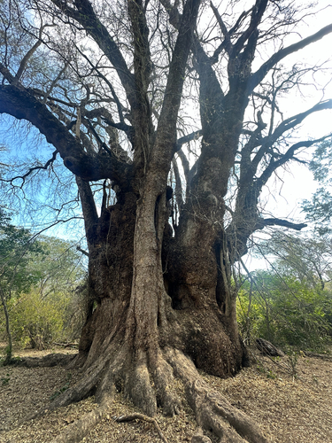 Xanthocercis zambesiaca, 2026-07-29