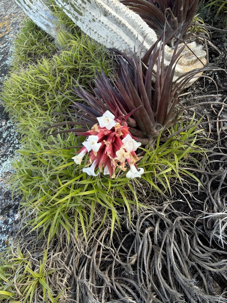 Tillandsia alcatrazensis