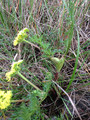 Lomatium utriculatum