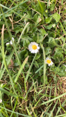 Bellis perennis