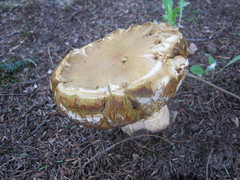 Boletus chippewaensis