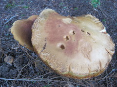 Boletus chippewaensis
