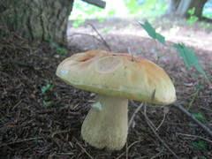 Boletus chippewaensis