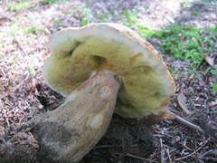 Boletus chippewaensis