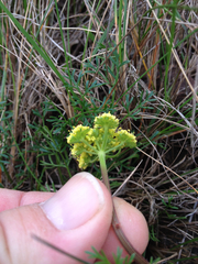 Lomatium utriculatum