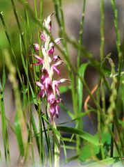 Anacamptis sancta